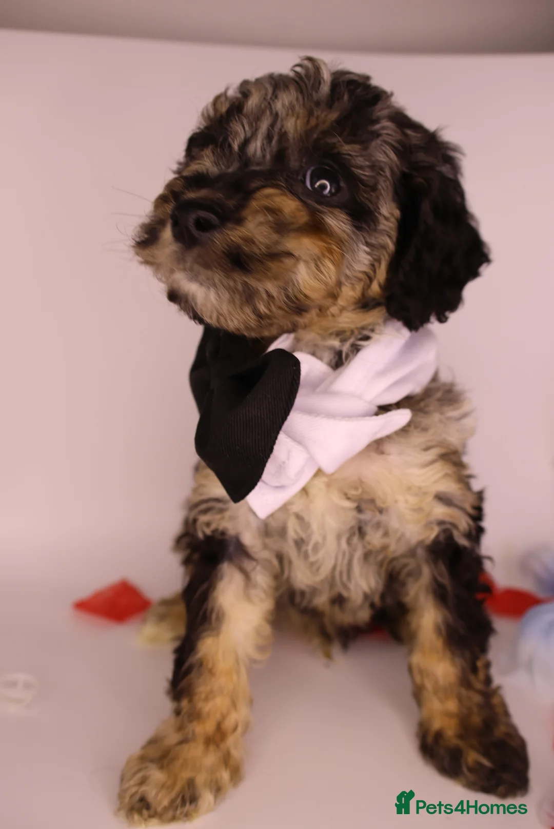 Cockapoo dogs for sale: Cute Miniature Cockapoo Babies - Advert 36