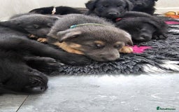 German Shepherd dogs for sale: German shepherd puppies - Image 8