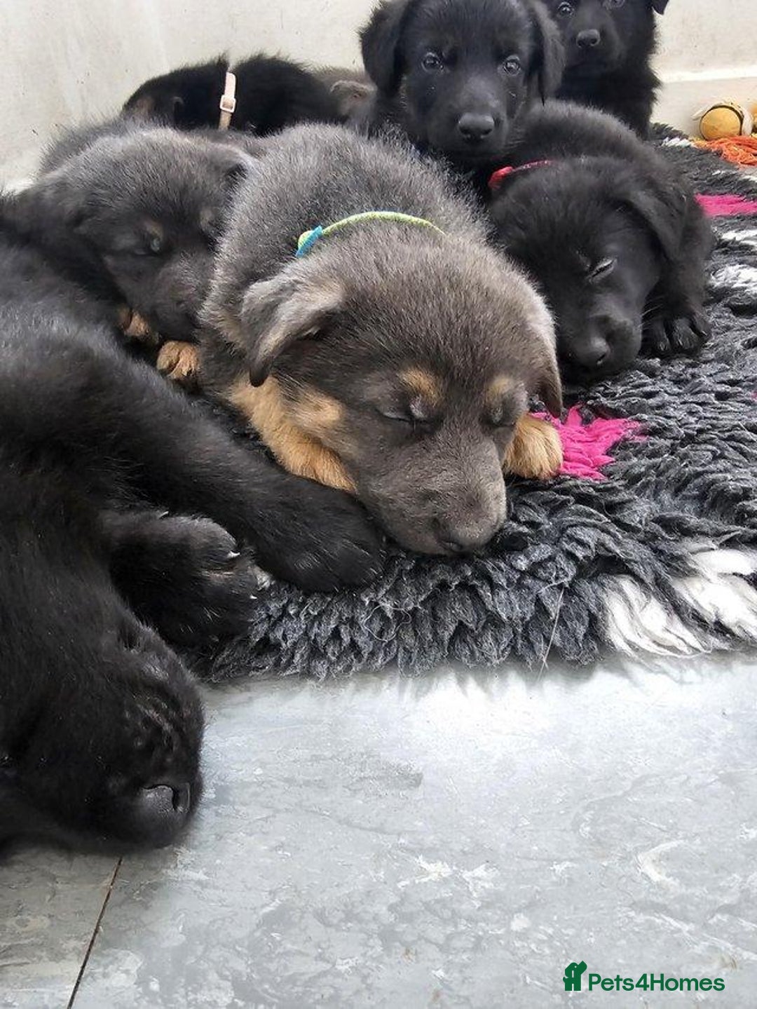 German Shepherd dogs for sale: German shepherd puppies - Image 8