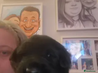 Mixed Breed dogs Gorgeous f1 border retreiver pups 1 boy 1girl left - Advert 4