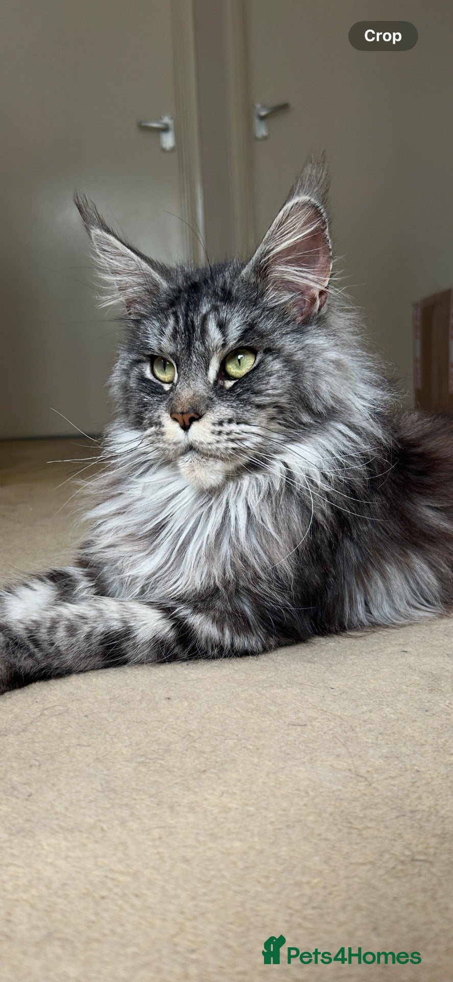 Maine Coon cats Maine Coon Kittens For Sale! 🐾 - Advert 1