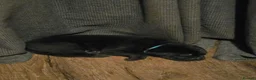 Cane Corso dogs for sale: Cane corsos - Advert 5