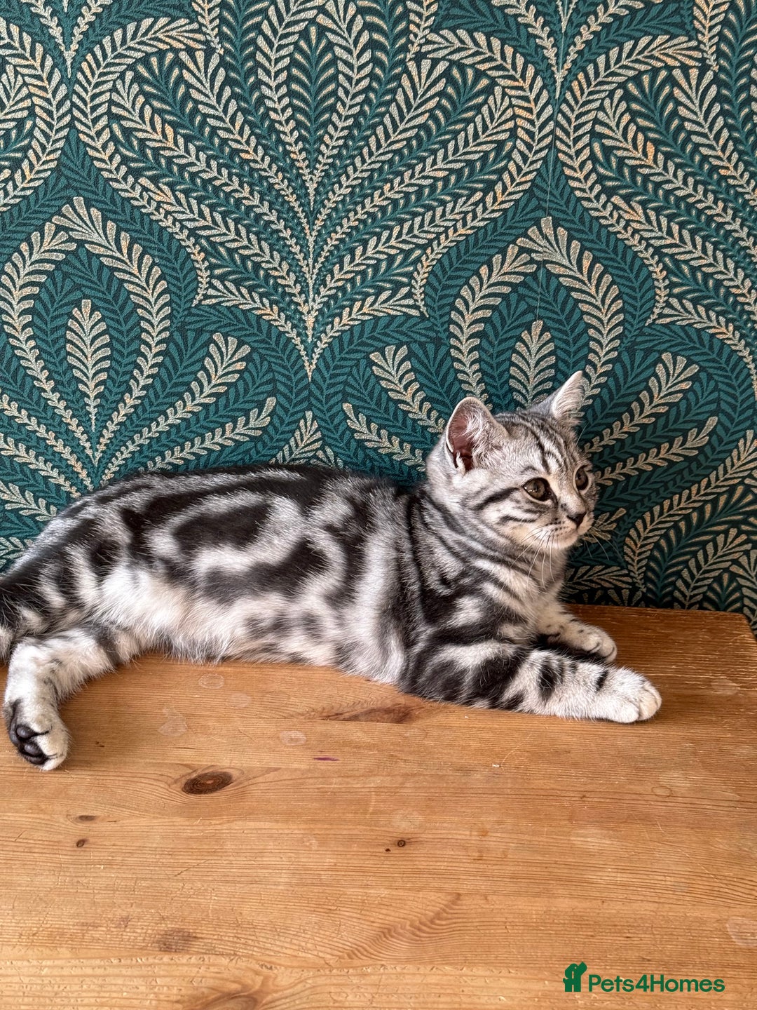 British Shorthair cats for sale: Two stunning loving black silver tabby BSH females - Advert 4