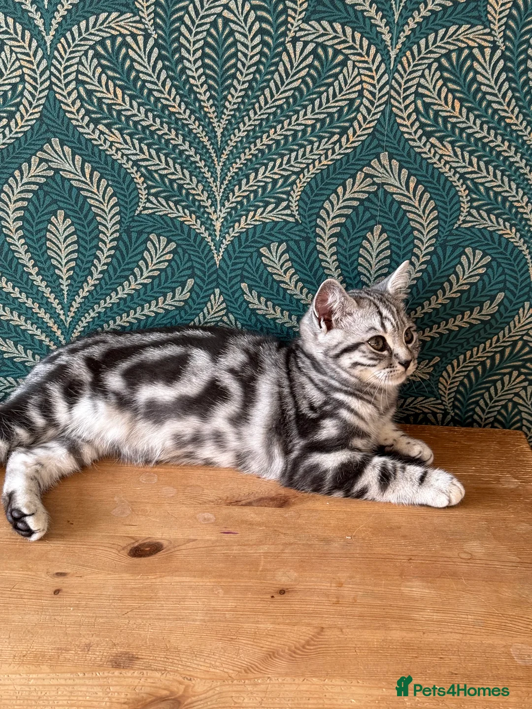 British Shorthair cats for sale: Two stunning loving black silver tabby BSH females - Advert 4