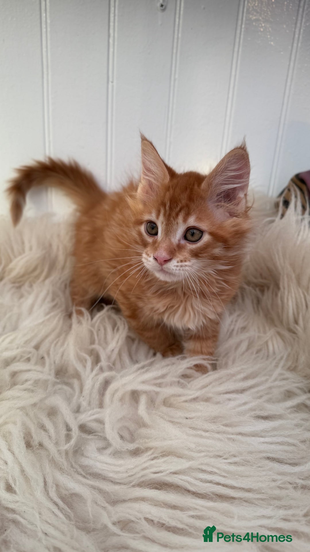 Maine Coon cats for sale: Last Two Gccf Maine Coons Boys Available - Advert 19