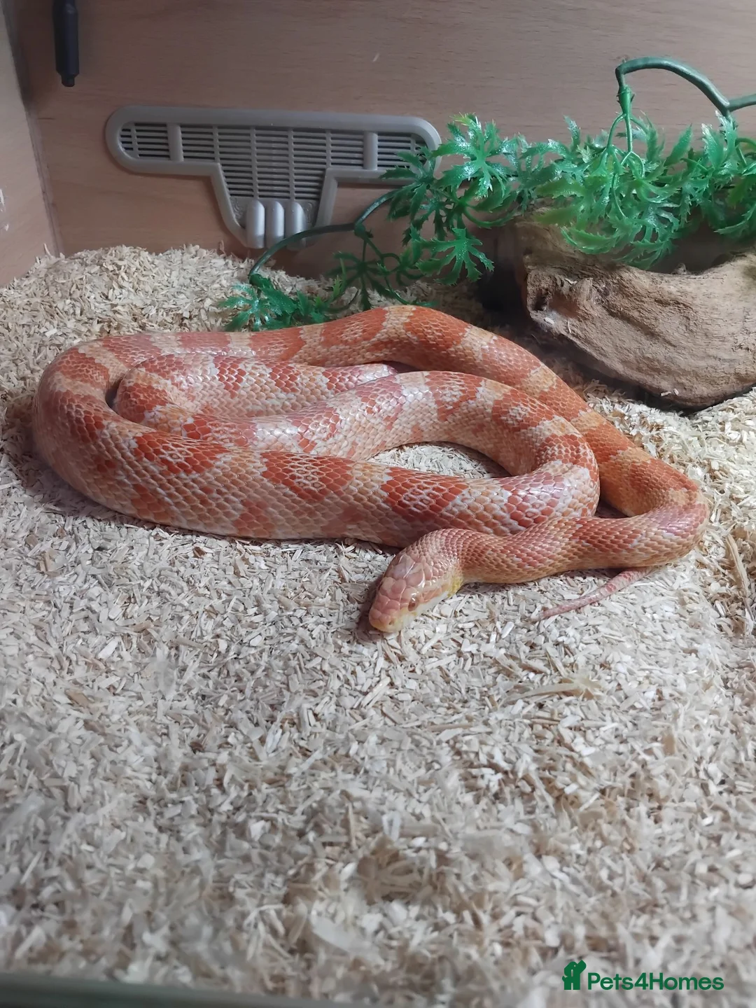 Corn Snake reptiles for sale: 5 years old corn snake in Norwich - Advert 5