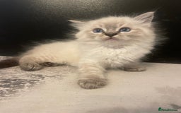 Ragdoll cats for sale: Last boy girl Hcm pkd so loving  playful cutie  - Image 9