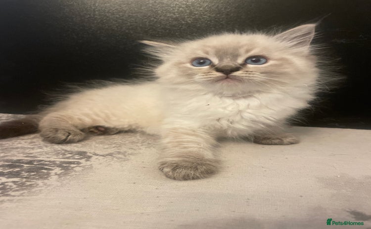 Ragdoll cats - Advert 5