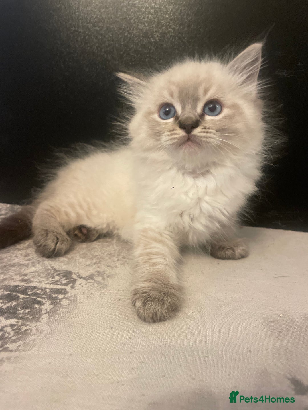 Ragdoll cats for sale: Last boy girl Hcm pkd so loving  playful cutie  - Image 9