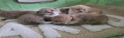 British Shorthair cats for sale: Champion British Shorthair kittens 😸  - Advert 6