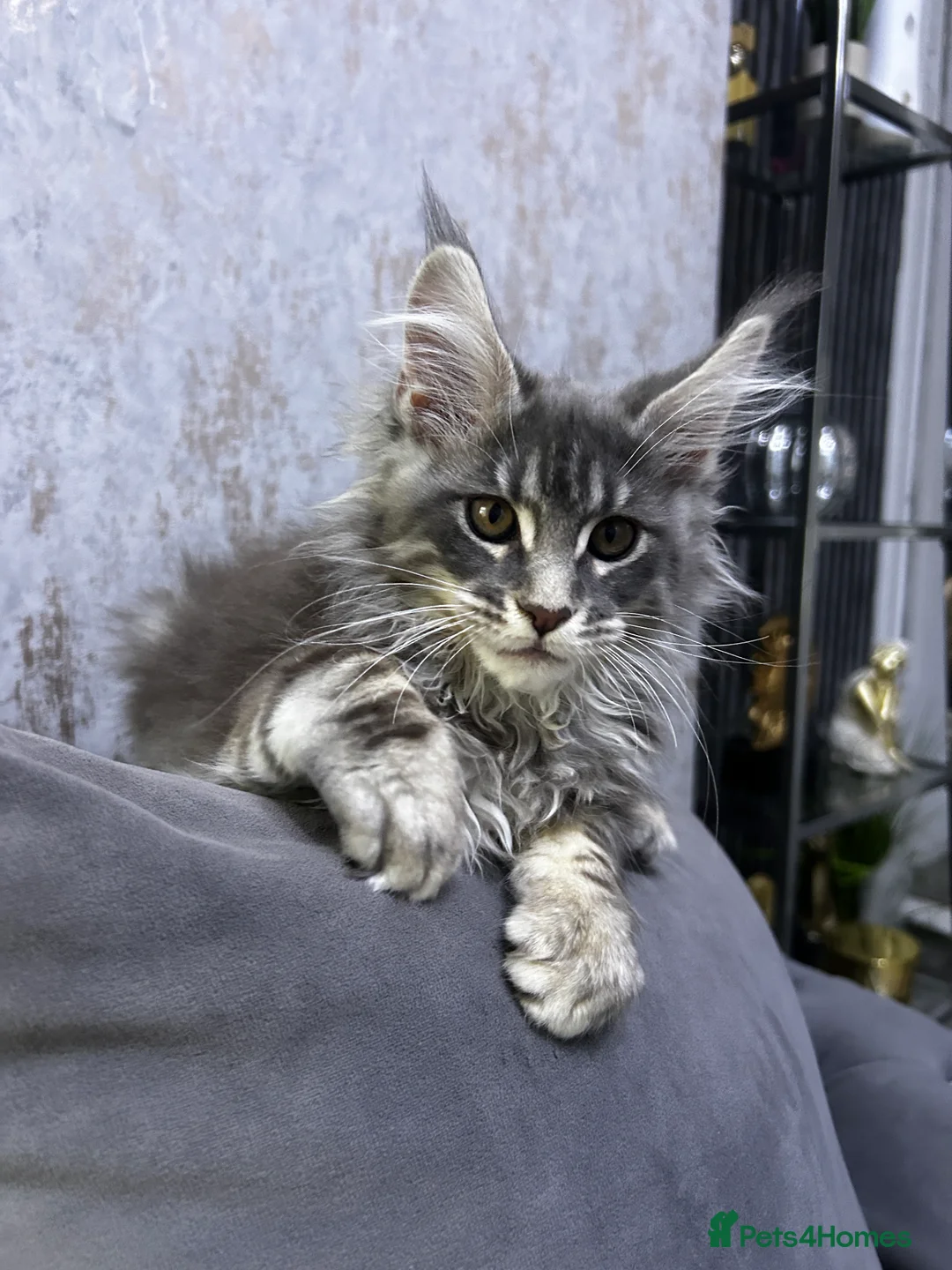 Maine Coon cats for sale: Maine Coon girl ready to go now. - Advert 5
