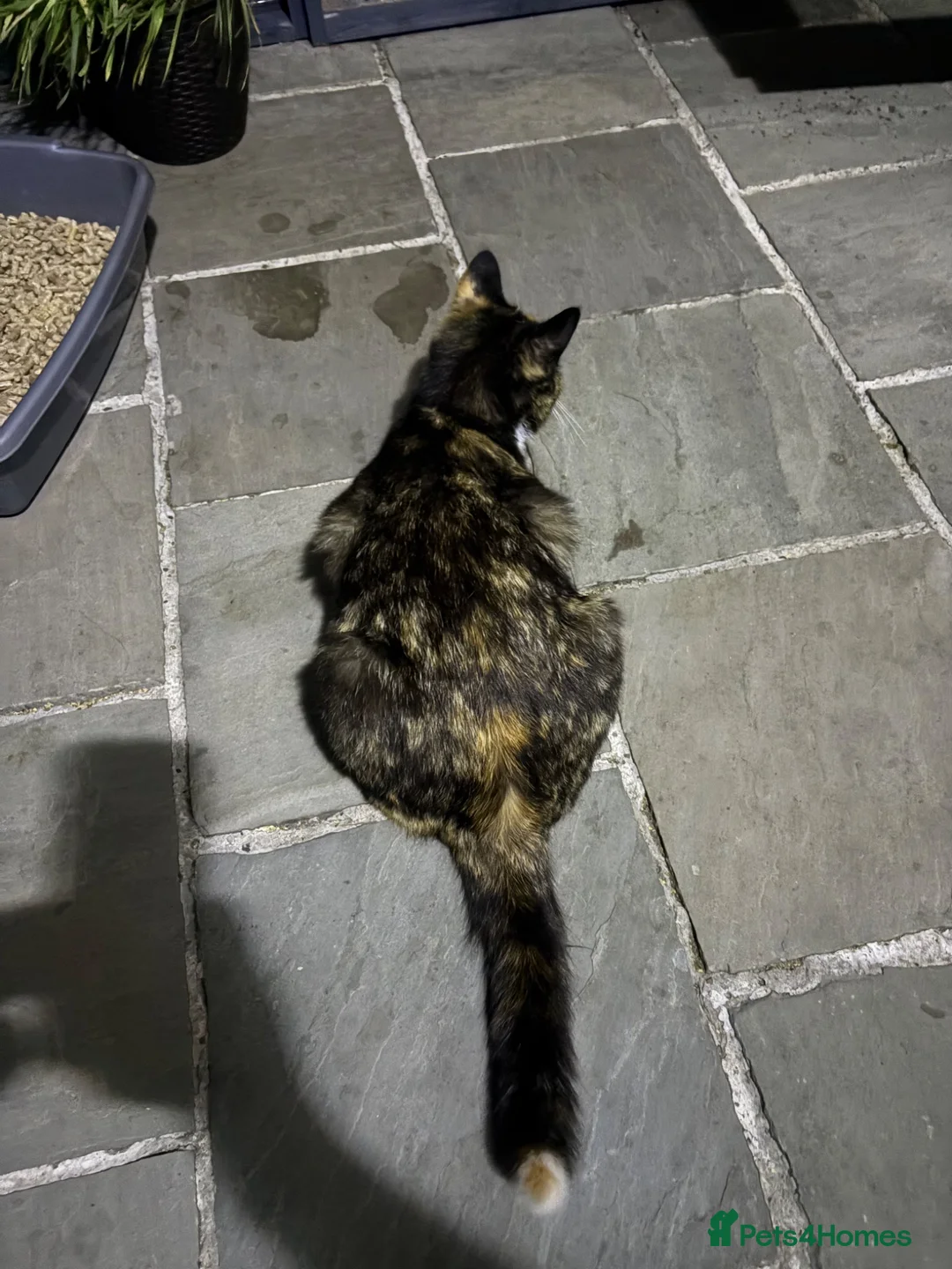 Mixed Breed cats for sale: Kittens  - Advert 2