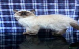 Ragdoll cats for sale: FIFe Registered Ragdoll Kittens Champion Line  - Image 26