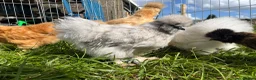 Chickens poultry for sale: Silkie Point of Lay Females  - Advert 2