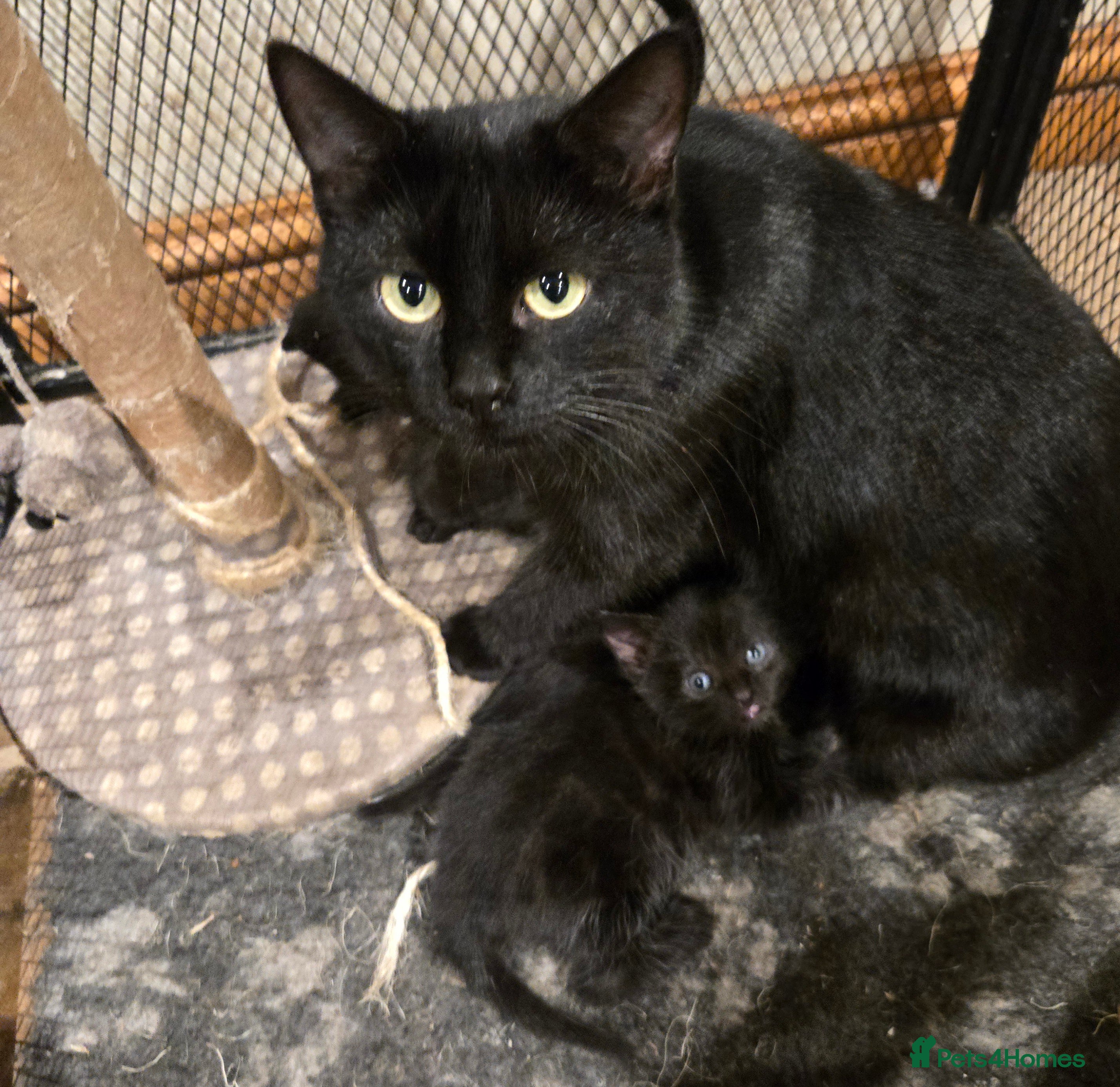 Mixed Breed cats Gorgeous black kittens house reared. - Advert 1