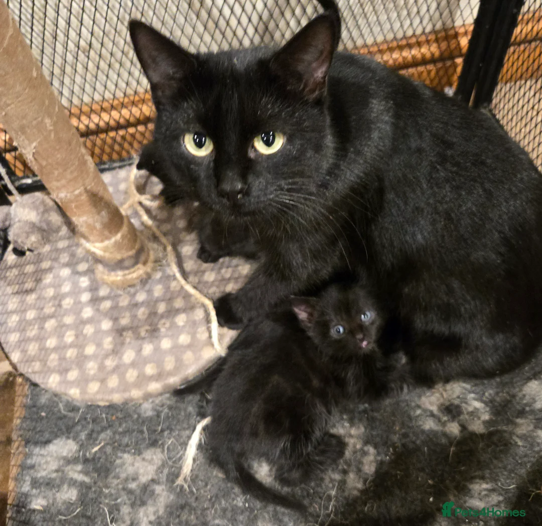 Mixed Breed cats for sale: Gorgeous black kittens house reared. - Advert 2