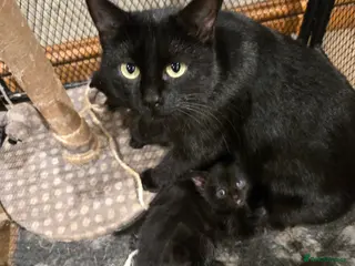 Mixed Breed cats Gorgeous black kittens house reared. - Advert 1