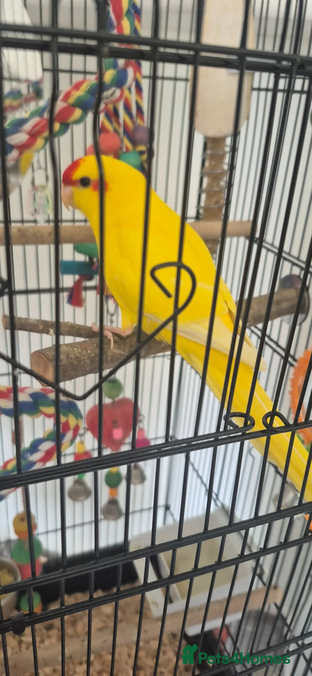Mixed Breed birds for sale: Male kakariki 4 months old - Advert 2