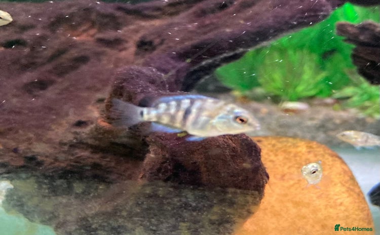 Cichlids fish - Advert 1