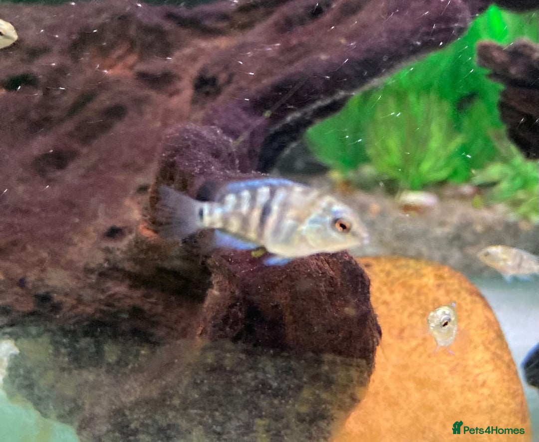 Cichlids fish for sale: Rare hybrid cichlids for sale - Image 1