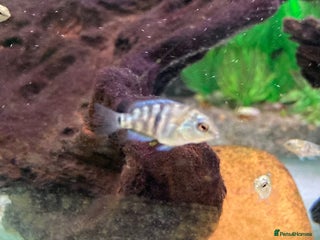 Cichlids fish - Advert 40