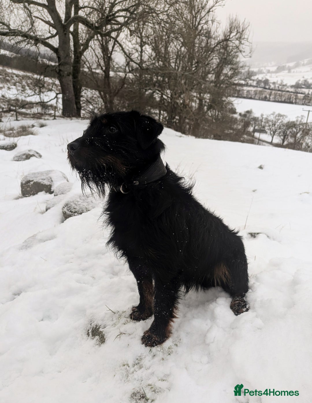 Mixed Breed dogs for stud: Jagd terrier cross STUD - Advert 1