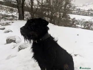 Mixed Breed dogs Jagd terrier cross STUD - Advert 3