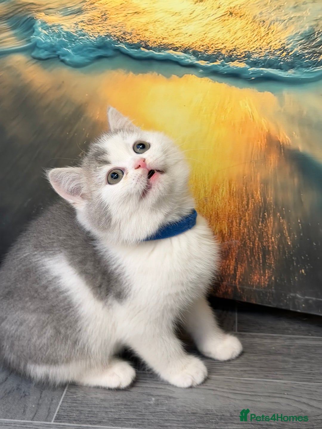 British Shorthair cats for sale: BSH tri- colour golden/blue/white kittens TICA - Advert 5