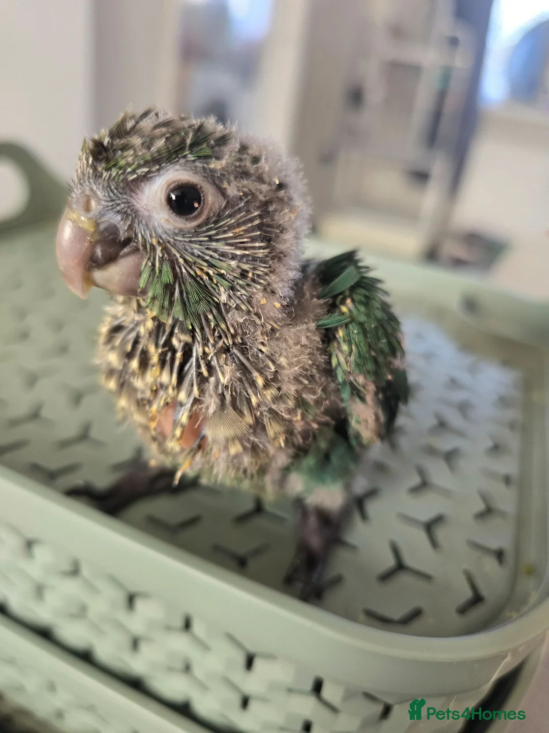Parakeets birds for sale: Supper silly tame conure  - Advert 2