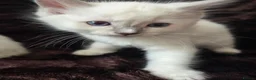 Ragdoll cats for sale:  🏆GCCF REG. EXTENSIVELY TESTED RAGDOLL KITTENS 🌟 - Advert 6