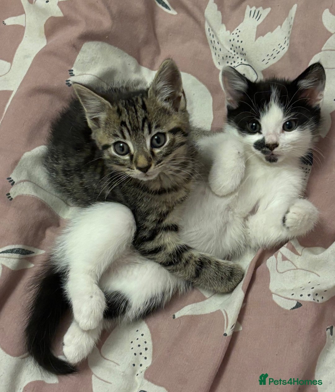 Mixed Breed cats for sale: Kitten MaineCoon cross 10 weeks 1 boy left 🥰🥰🥰 - Image 5