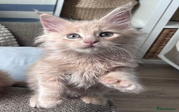 Maine Coon cats for sale: Beautiful full Maine Coon kittens ready now 😻 - Image 6