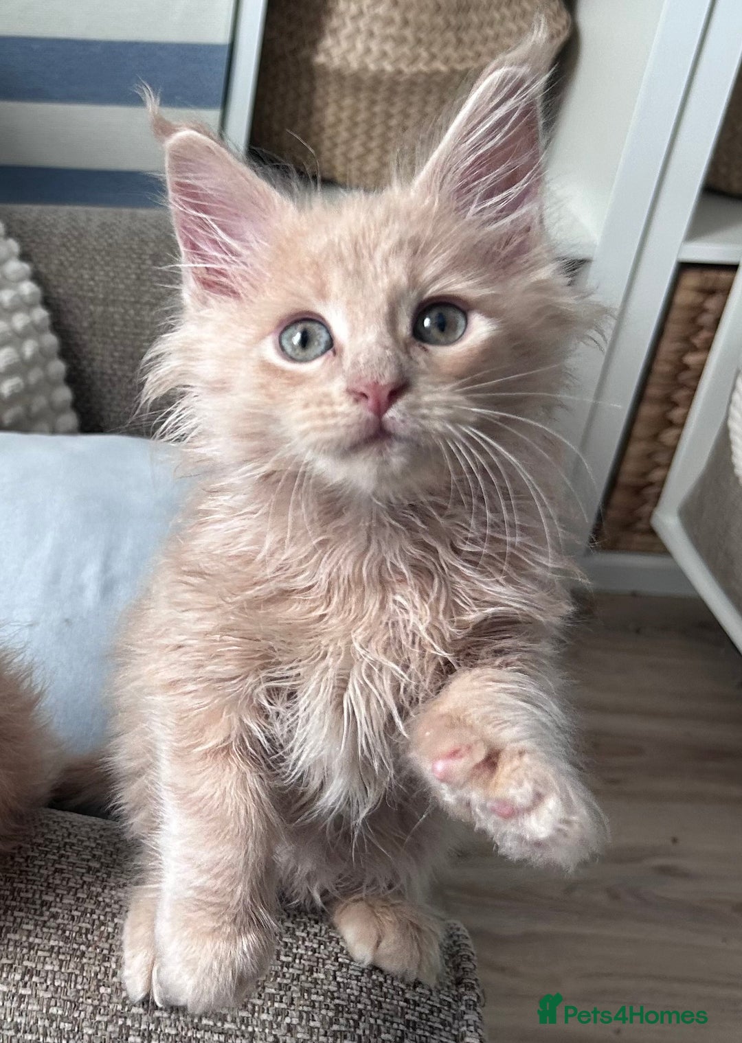Maine Coon cats for sale: Beautiful full Maine Coon kittens ready now 😻 - Image 6