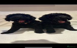 Cockapoo dogs for sale: Beautiful f1b puppies - Image 4