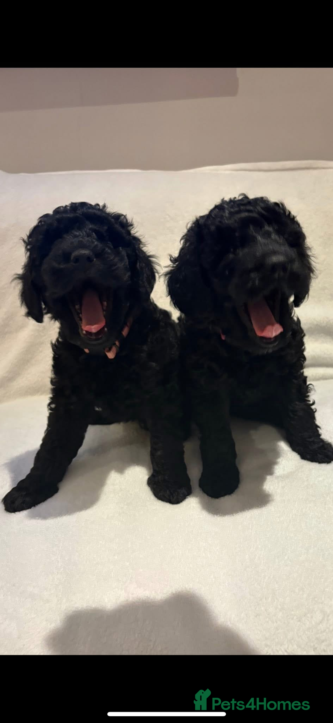 Cockapoo dogs for sale: Beautiful f1b puppies - Image 4