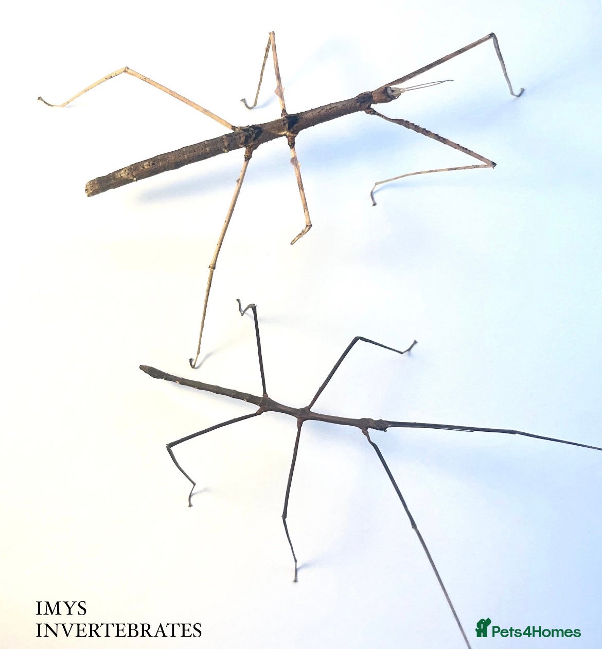 Stick Insects invertebrates X5 ZOMPRO STICK INSECTS happy to ship :) - Advert 1
