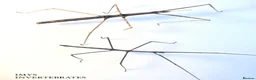 Stick Insects invertebrates for sale: X5 ZOMPRO STICK INSECTS happy to ship :) - Advert 1