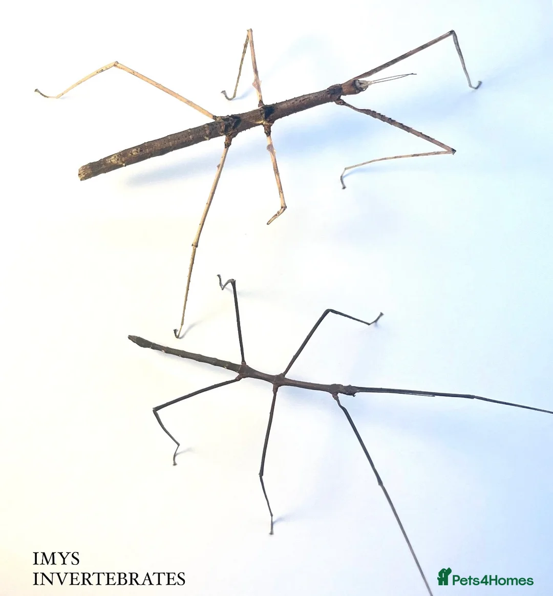 Stick Insects invertebrates for sale: X5 ZOMPRO STICK INSECTS happy to ship :) - Advert 1