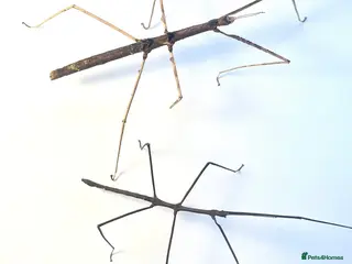 Stick Insects invertebrates X5 ZOMPRO STICK INSECTS happy to ship :) - Advert 8