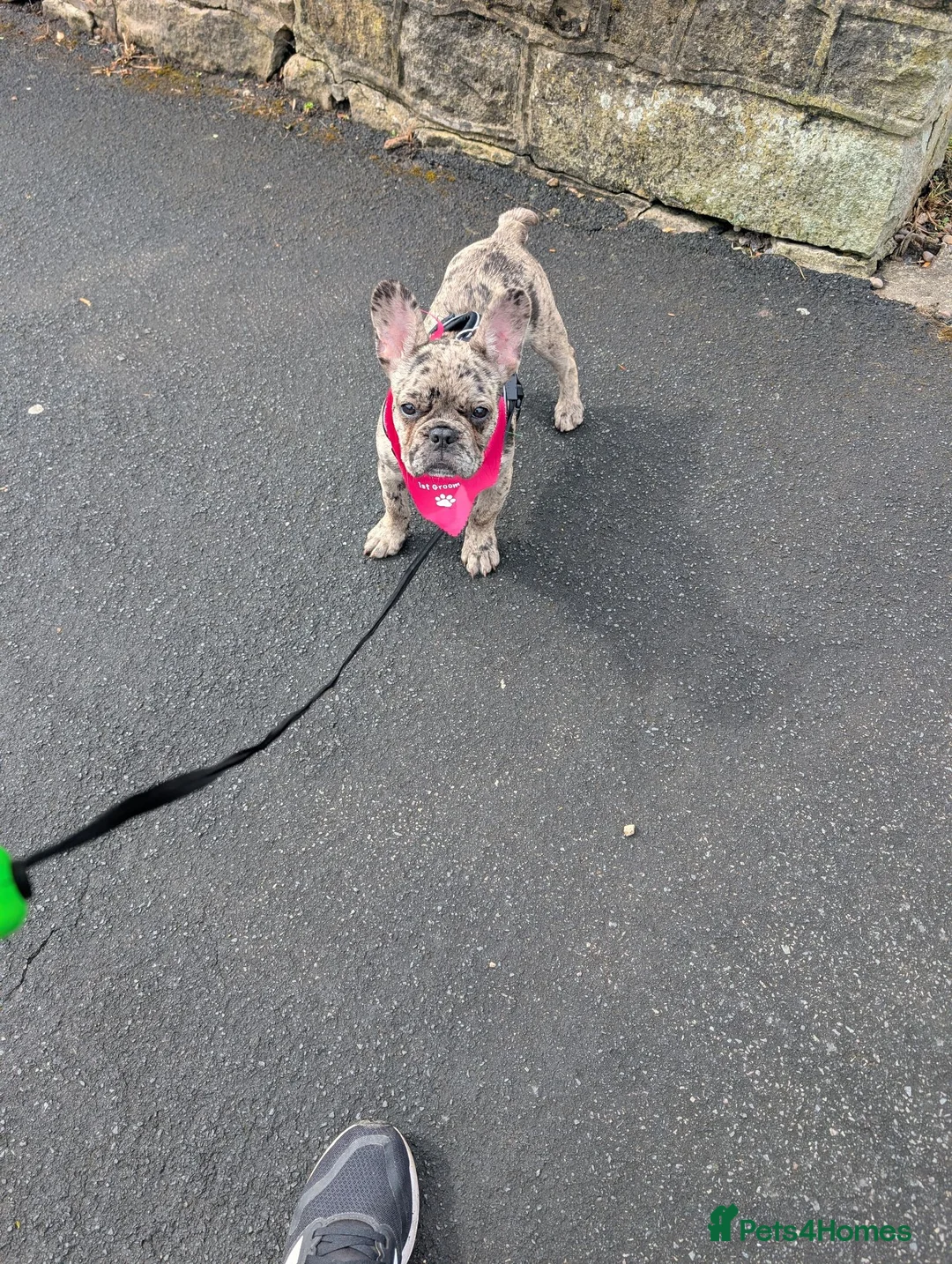 French Bulldog dogs for sale: French bulldog merle - Advert 2