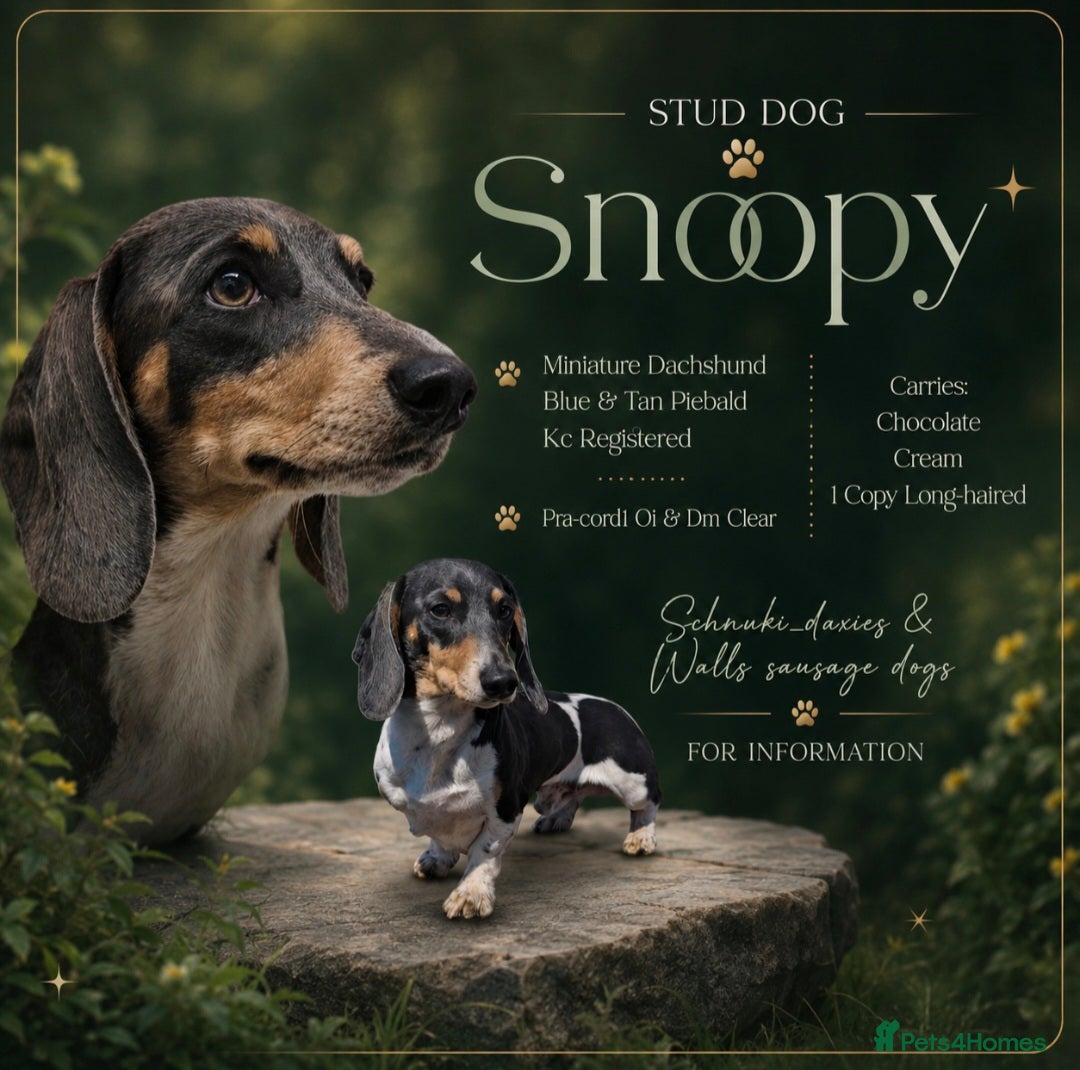 Miniature Dachshund dogs Miniature Dachshund at Stud - Advert 17