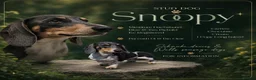Miniature Dachshund dogs for stud: Miniature Dachshund at Stud - Advert 1