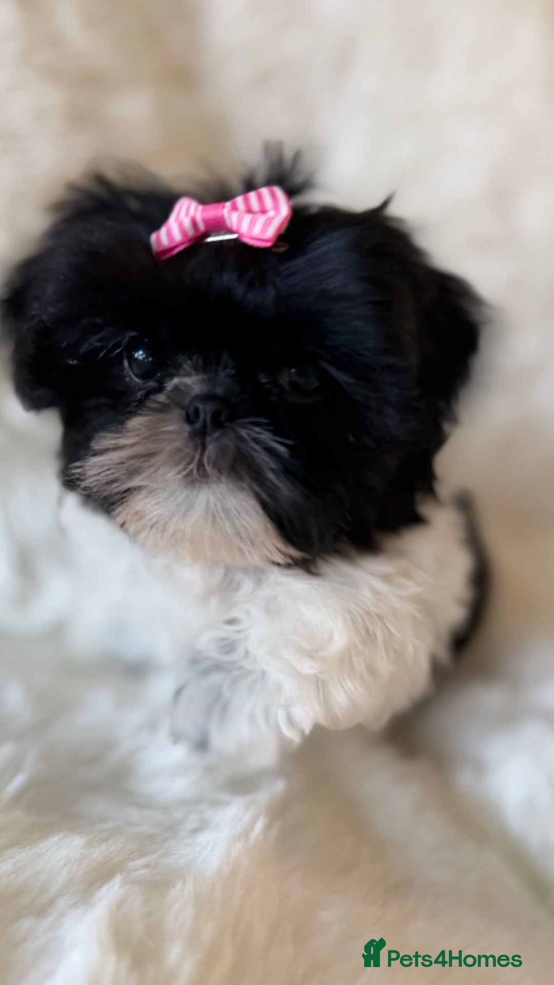 Shih Tzu dogs for sale: AMERICAN IMPERIAL SHIH TZU PUPPIES - Advert 6