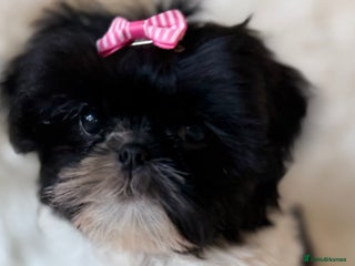 Shih Tzu dogs AMERICAN IMPERIAL SHIH TZU PUPPIES - Advert 4