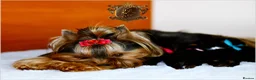 Yorkshire Terrier dogs for sale: YORKSHIRE TERRIERS DUE 27 May DNA TESTED PARENTS - Advert 2