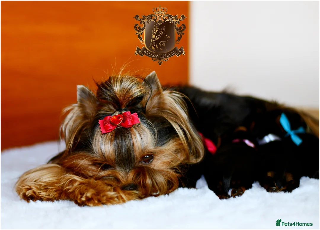 Yorkshire Terrier dogs for sale: YORKSHIRE TERRIERS DUE 27 May DNA TESTED PARENTS - Advert 2
