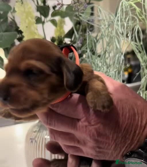 Miniature Dachshund dogs Beautiful Long-Haired Miniature Dachshund Puppies  - Advert 2