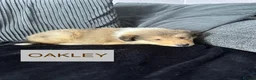 Rough Collie dogs for sale: KC Rough Collie Puppies Sable & White - Advert 2