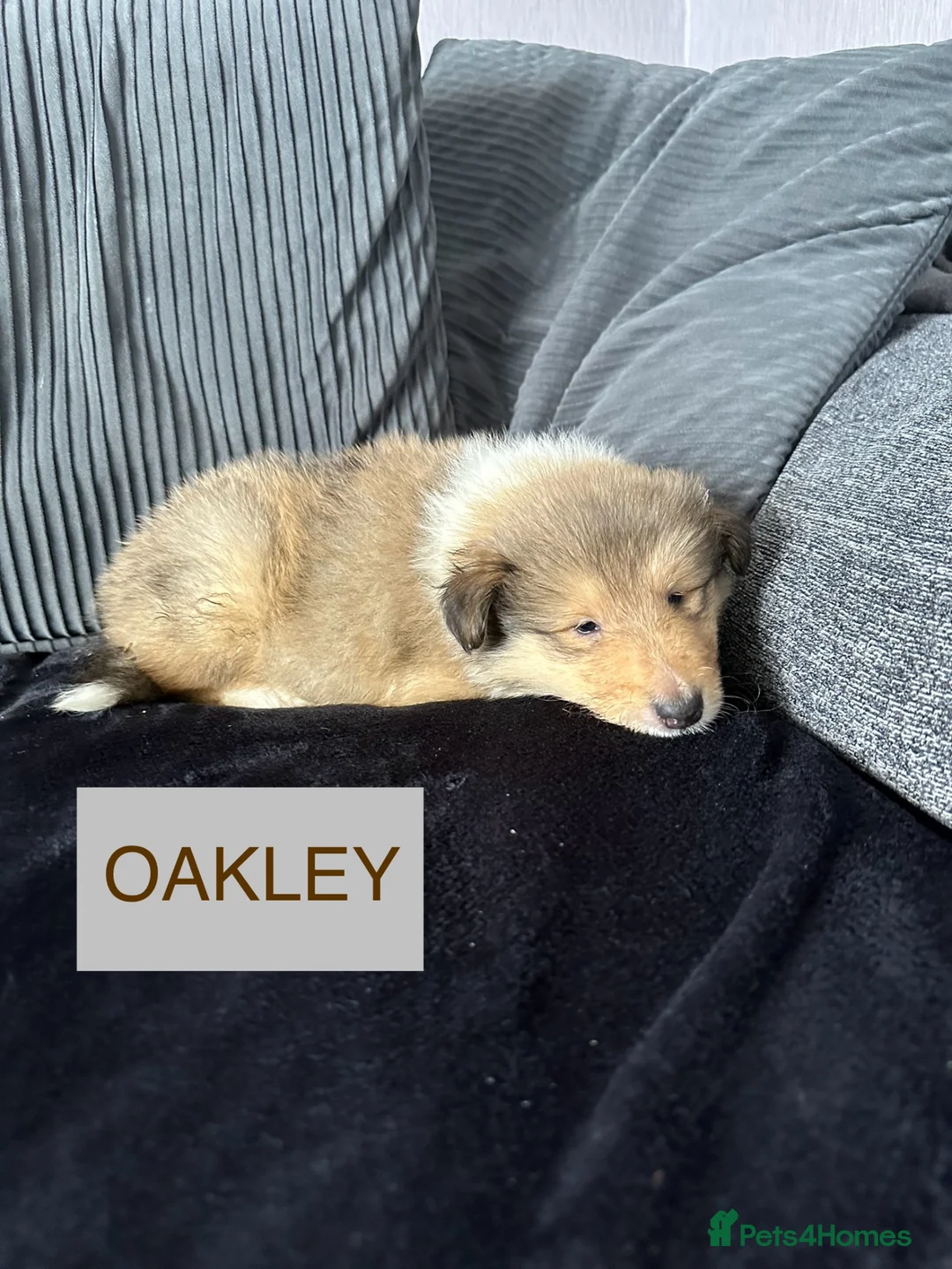 Rough Collie dogs for sale: KC Rough Collie Puppies Sable & White - Advert 2