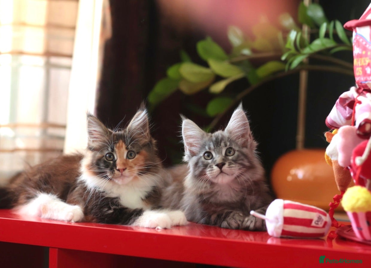 Maine Coon cats Maine Coon Kittens - Silver Tabby & Calico - Advert 1